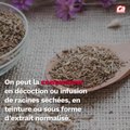 CAM - Tout savoir sur la valériane.