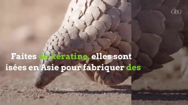Le pangolin, une espèce en danger