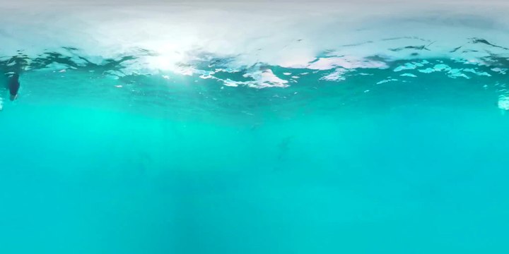 Tahiti : au plus près des dauphins à long bec [GEO 360°]