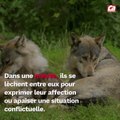 CAM - Pourquoi mon chien me lèche-t-il ?