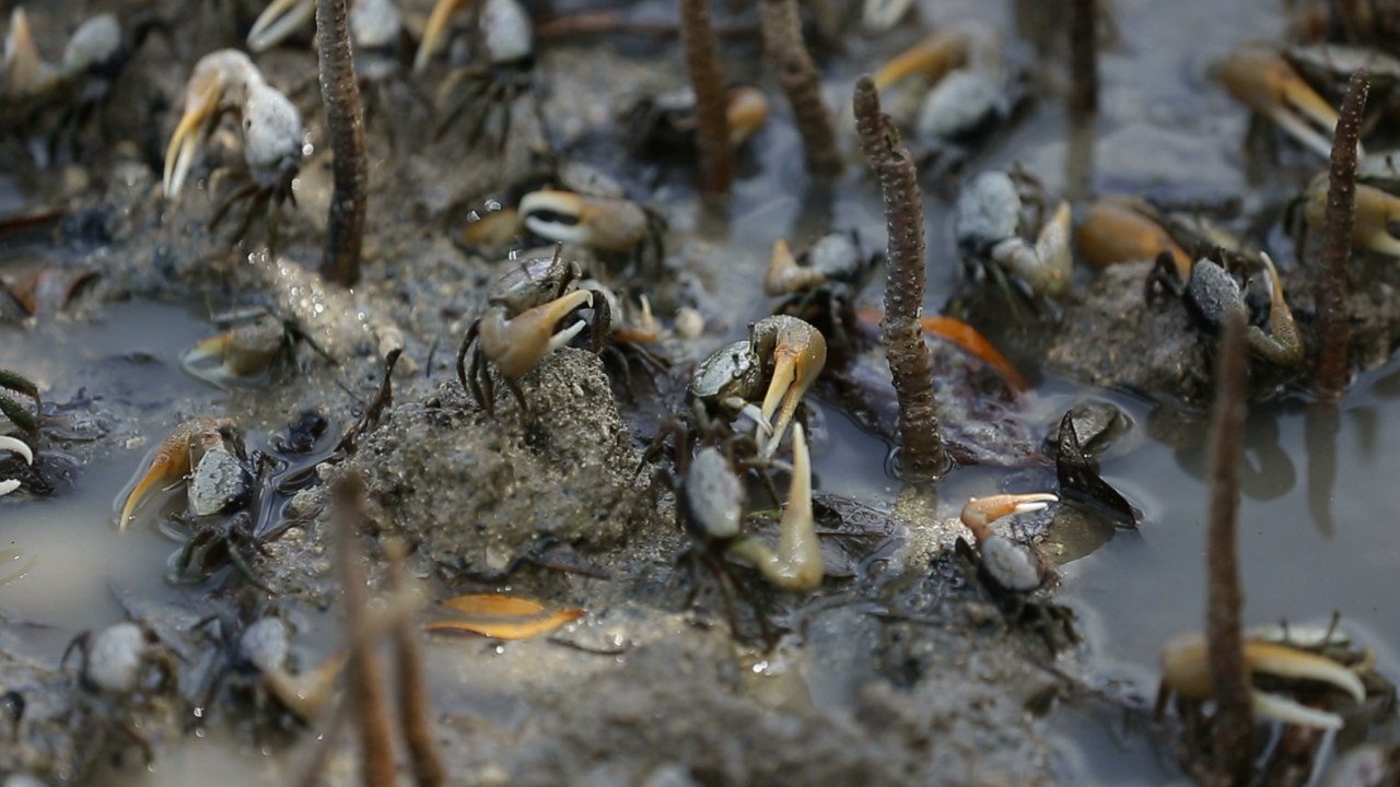 La chasse au crabe en Martinique [GEO 360°]