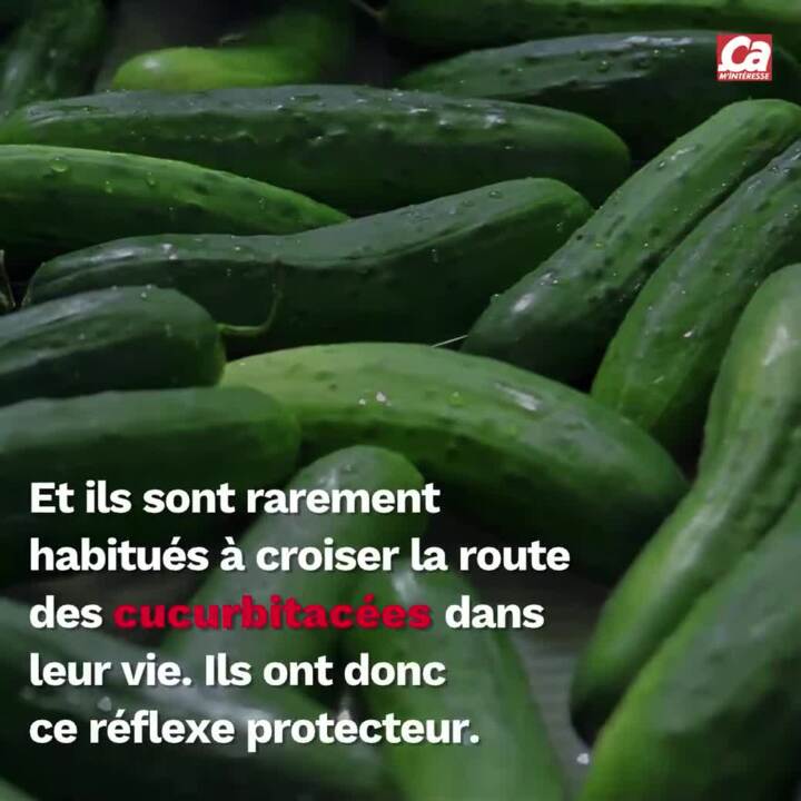 Pourquoi Les Chats Ont Ils Peur Des Concombres Ca M Interesse