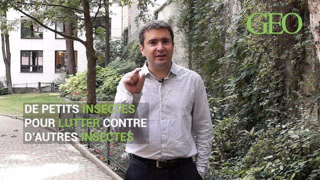 La minute écologique : le biocontrôle [GEO]