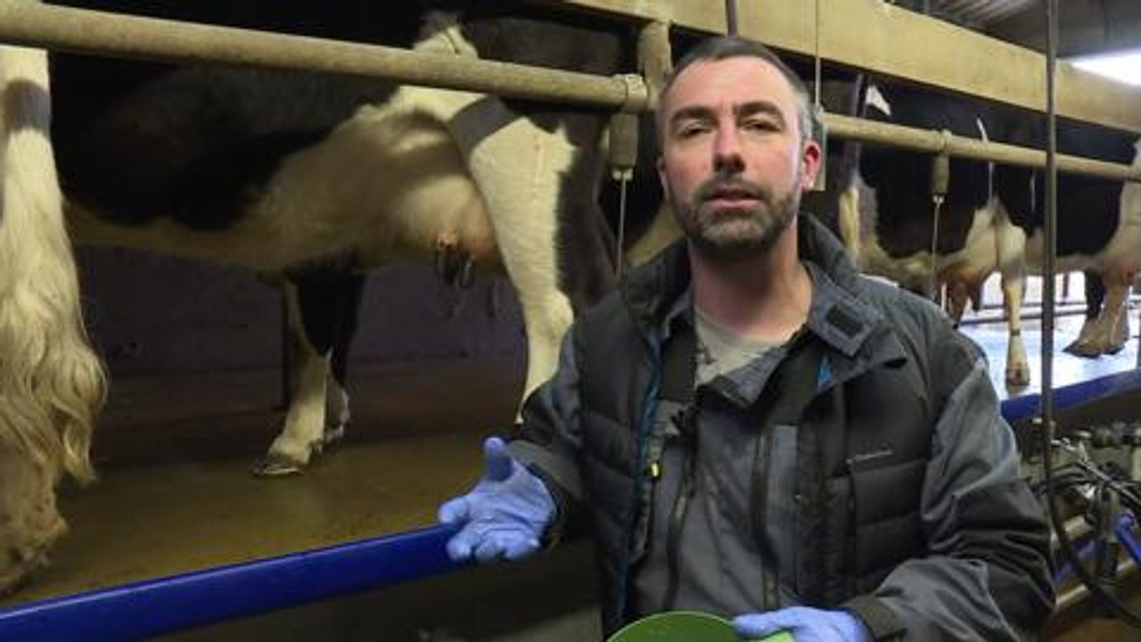 Fine vache Bretonne Pie-Noir et égérie du Salon de l'agriculture