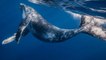 Trois questions au chercheur Olivier Adam sur les baleines à bosse [GEO]