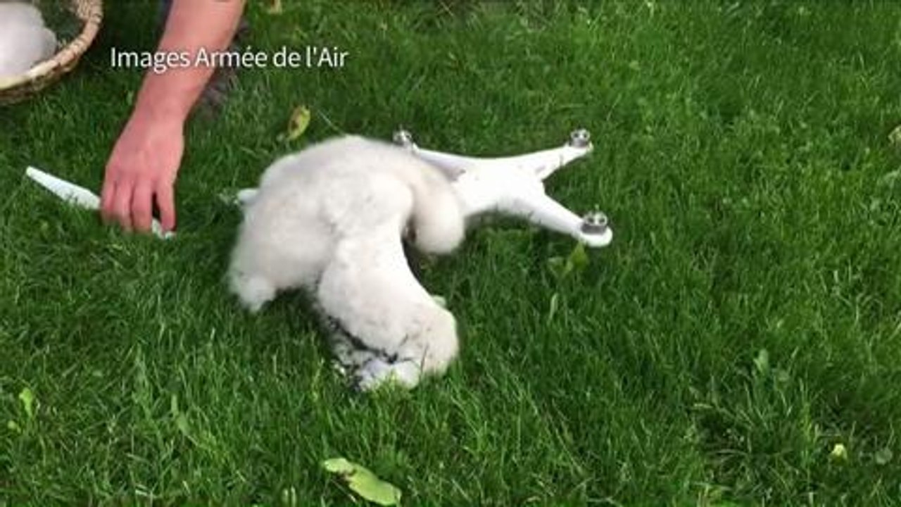 Les aigles, nouvelle arme anti-drone de l'armée de l'air