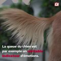 CAM - Comment comprendre le comportement d’un chien ?