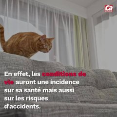 CAM - Combien de temps vit un chat ?