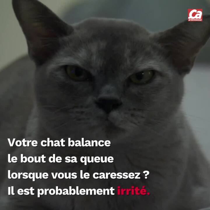 Comment Comprendre Le Comportement D Un Chat Ca M Interesse
