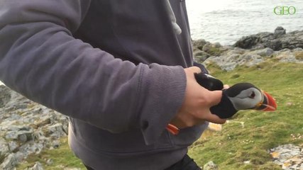 Comment protéger les macareux moines de Fair Isle, Shetland (Ecosse) [MAKING-OF GEO]