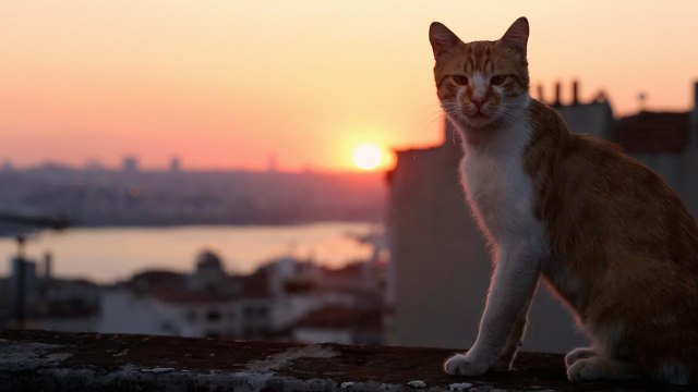 Bande annonce : les chats d'Istanbul à l'affiche de Kedi [GEO]