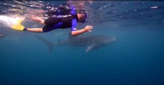 Plongez avec des requins-baleines à Ningaloo Reef, en Australie