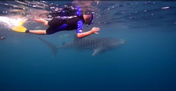 Plongez avec des requins-baleines à Ningaloo Reef, en Australie