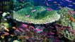Biophonie : bruissements des récifs coralliens aux îles Fidji [GEO]