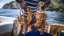 La pêche à la langouste sur l'île Robinson Crusoé [GEO]