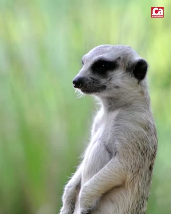 CAM - Quelle est la différence entre un zoo et un parc animalier ?