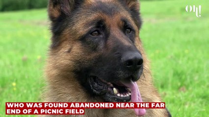 This disabled dog who was unable to even lay down was abandoned in a secluded area