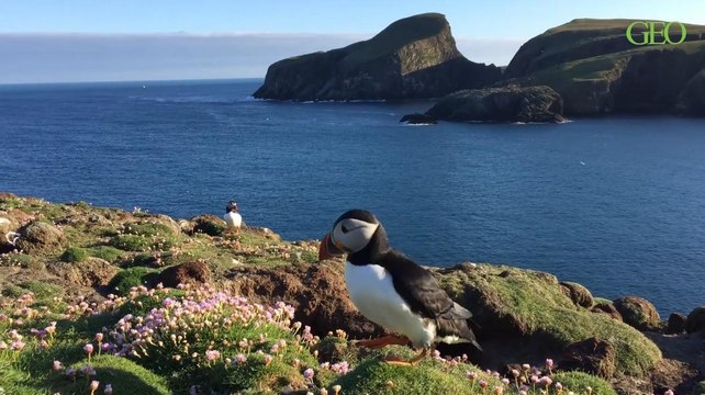 Cinq drôles d'infos sur les macareux moines [MAKING-OF GEO]