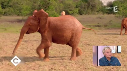 GALA VIDEO - Muriel Robin fait une partie de football avec des éléphants