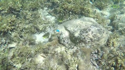 Palawan, paradis de la plongée [GEO]