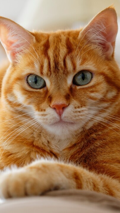 Pourquoi Les Chats Ont Ils La Truffe Humide Ca M Interesse