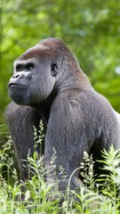 CAM - Pourquoi certains gorilles ont-ils le dos argenté ? (2)