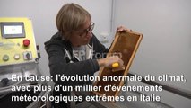 Désolation et inquiétude chez les apiculteurs italiens
