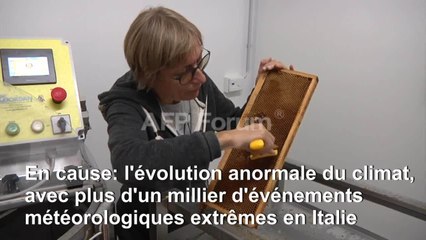 Désolation et inquiétude chez les apiculteurs italiens