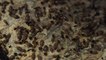 Copier les termites pour produire du biogaz [GEO]