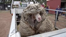 En Australie, un mouton sauvage a été délesté de 35 Kg de laine