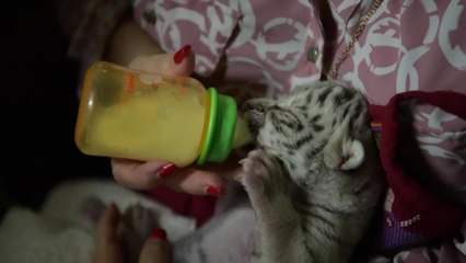 Nicaragua : naissance dans un zoo d'une petite tigresse blanche