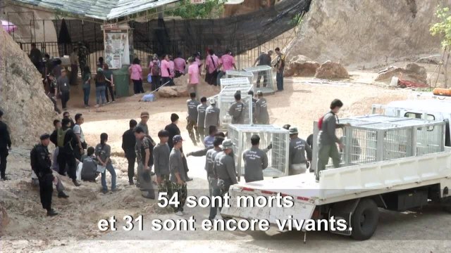 Thaïlande : mort de dizaines de tigres confisqués à un temple pour soupçon de maltraitance