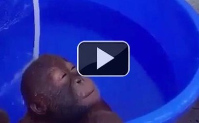 20150812-FAC-Zapping 2 Animaux tous a l eau-bcov