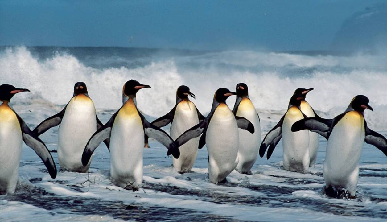 Les Pingouins Ont Ils Des Genoux