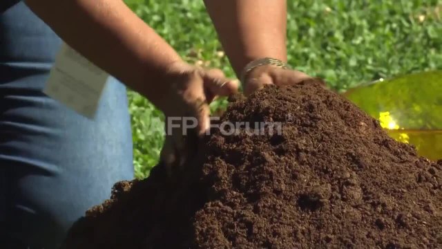 Le pape plante un arbre au Vatican avec des indigènes d'Amazonie