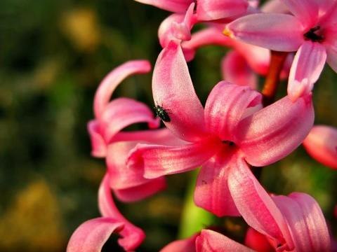 Comment cultiver la jacinthe en intérieur ?