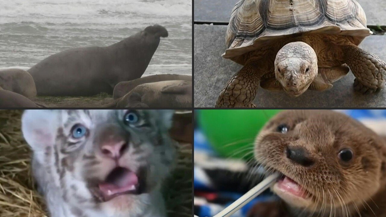 Retour sur les principaux sujets animaliers de l'AFP parus en 2019