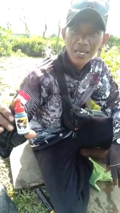 Essen Mujaer Nila Gacor