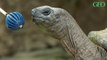 Les tortues des îles Galápagos et des Seychelles ont une bonne mémoire... La preuve !