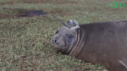 Pour étudier le réchauffement climatique, des chercheurs font appel à des éléphants de mer