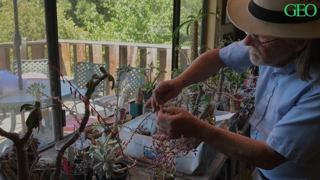 Californie : face au trafic de plantes grasses, ce botaniste passe à l'action