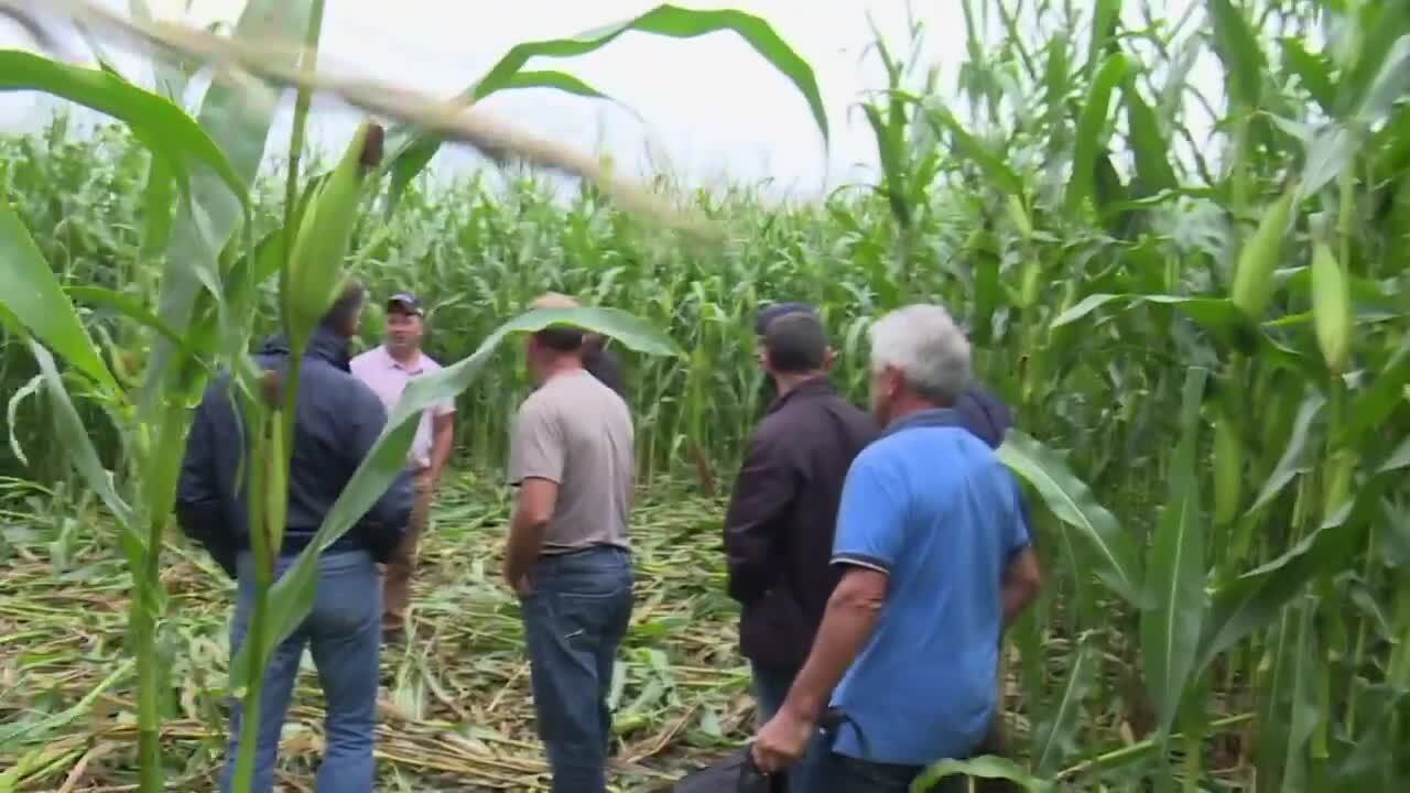 Ille-et-Vilaine: "envahis" par des sangliers "ravageurs", les agriculteurs voient rouge