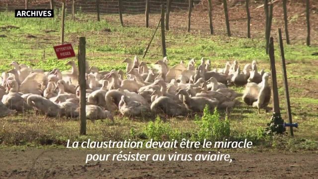 Grippe aviaire: les autorités promettent d'accélérer les abattages de canards
