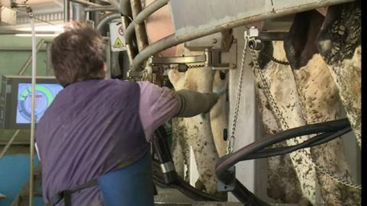A Heideland, 1.200 vaches attendent la fin des quotas