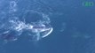Australie : une touriste blessée après s'être retrouvée entre deux baleines à bosse