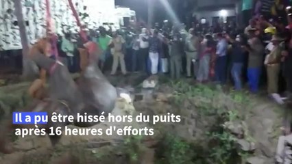 Sauvetage éléphantesque en Inde