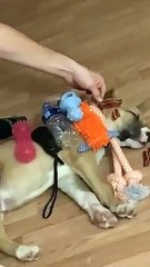 Sleeping Dog Doesn't Wake Easily