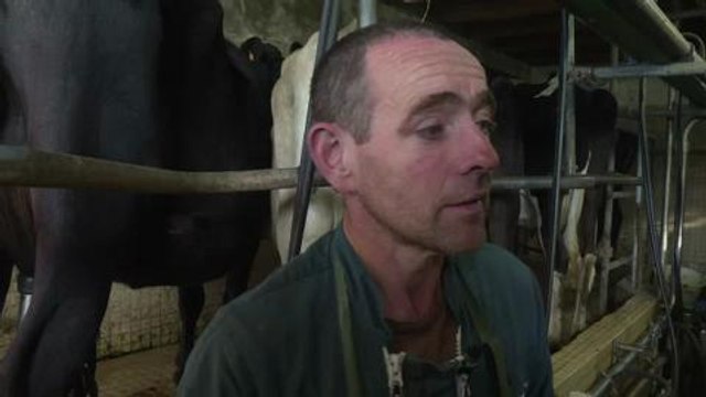 Des vaches au pré face à la crise du lait