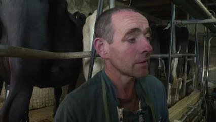 Des vaches au pré face à la crise du lait