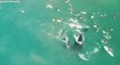 Environnement : en Australie, une baleine écarte des surfeurs pour protéger son bébé